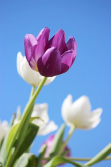 Foto von violetter Tulpe, im Hintergrund weisse Tulpen
